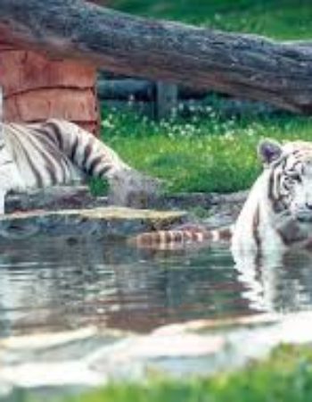 Zoo Safari w Borysewie