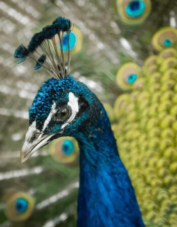 Zoo i Afrykarium we Wrocławiu