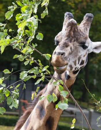 Krakowskie Zoo