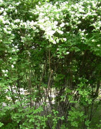 Park Lotników Polskich Kraków