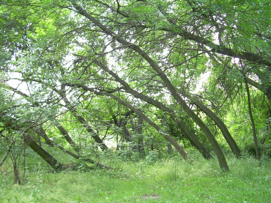 Park Lotników Polskich Kraków 5 Znaczenie społeczne i ochrona