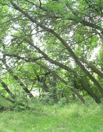 Park Lotników Polskich Kraków