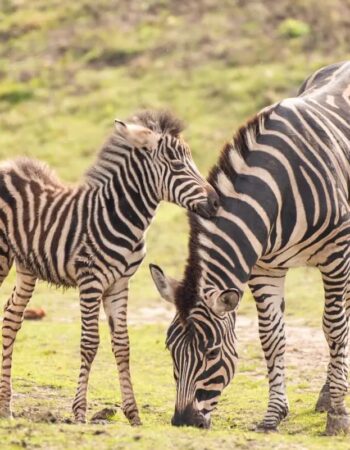 Ogród zoologiczny we Wrocławiu